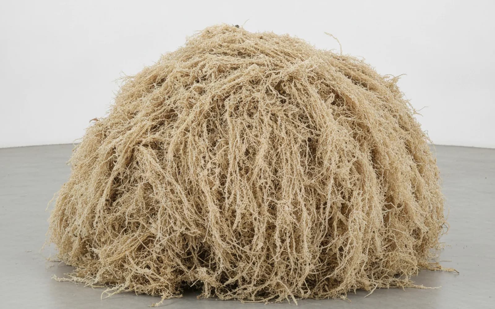 Dried Seaweed
